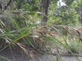 DSCN4037