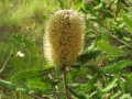 DSCN4050