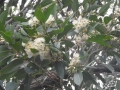 DSCN4077