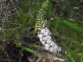 DSCN4084