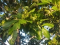 TuckerooBlossom