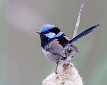 Male Superb Fairy-Wren