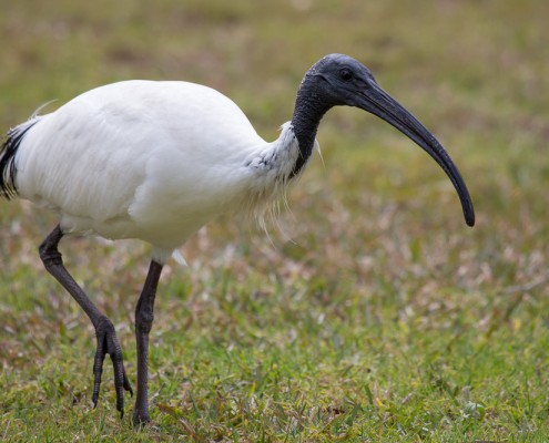 Australian White Ibis
