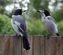 Grey ButcherBird