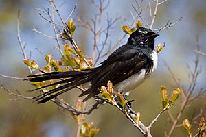 Willy wagtail