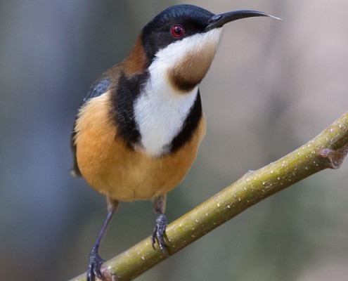 Eastern Spinebill