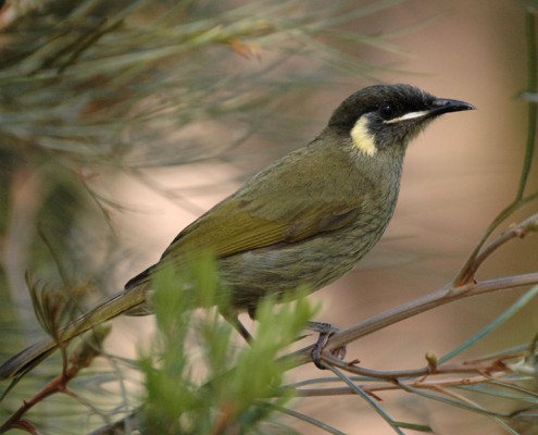 Lewins Honeyeater