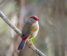 Red-browed finch
