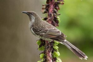 rsz_littlewattlebird2