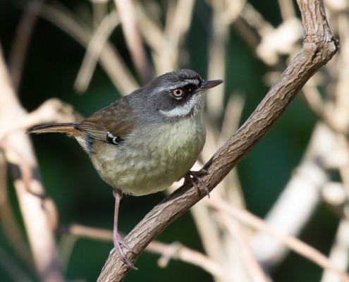 White-browed Scrubwren