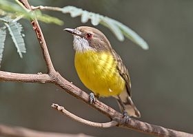 White-throated Gerygone