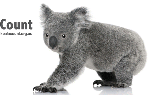 Koala Count