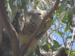 Koala Feeding