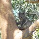 Tilligerry Koala