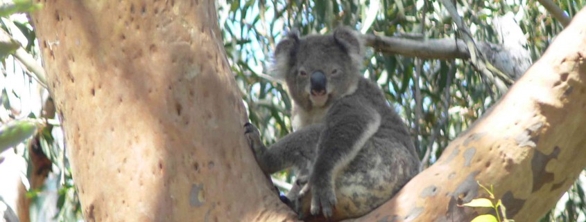 Tilligerry Koala
