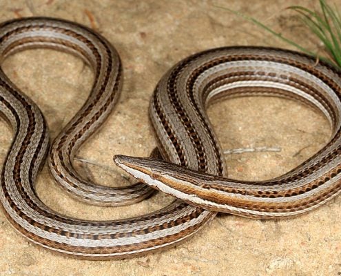 Burtons Legless Lizard