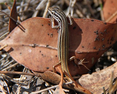 Copper Tailed Skink