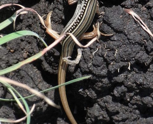 Eastern Striped Skink