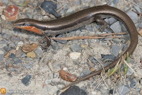 Red Throated Skink
