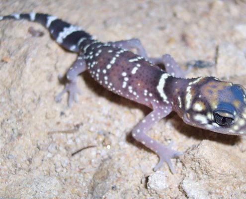 Thick Tailed Gecko