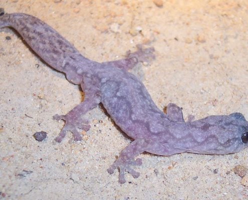 Velvet Gecko