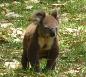 Trivia Night to raise funds for 2017 Tilligerry Festival @ Tilligerry Habitat | Tanilba Bay | New South Wales | Australia
