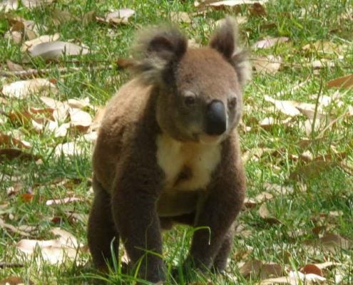 Koala walking to course