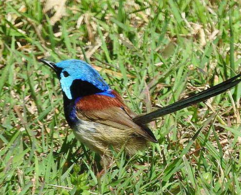 variegated fairywren