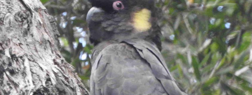 black cockatoo